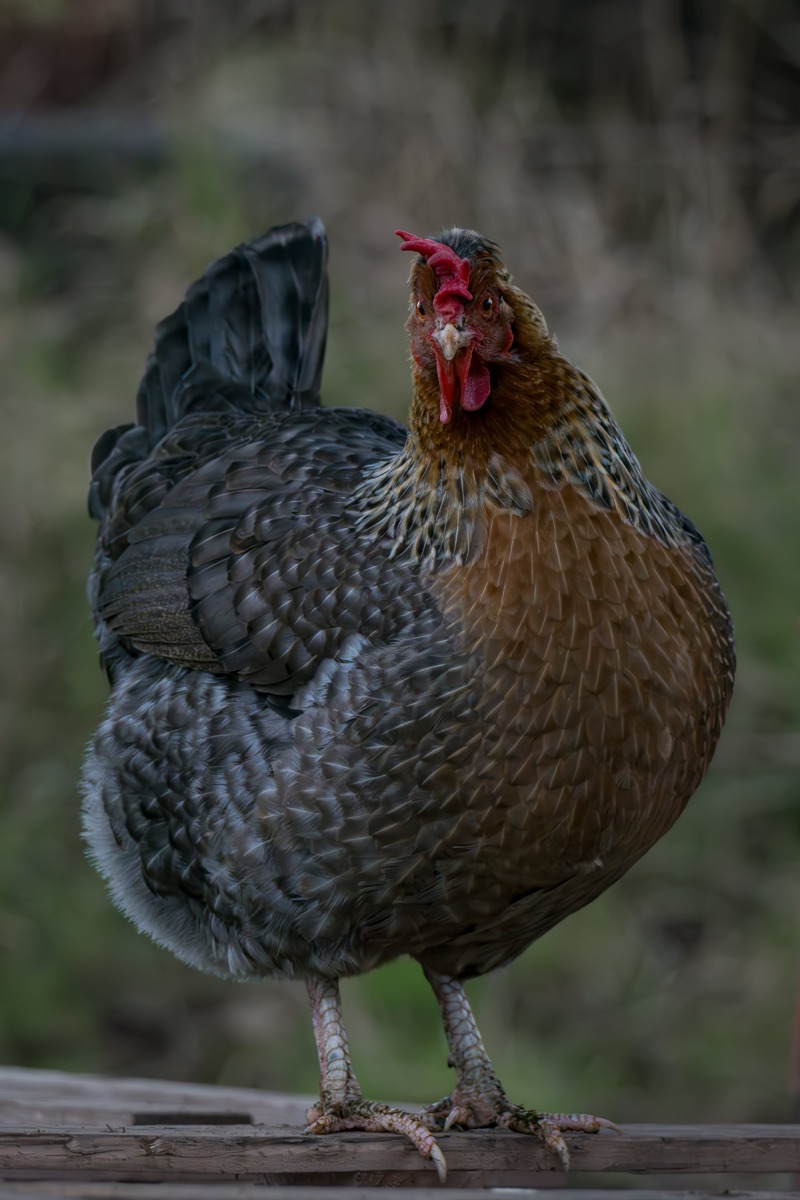 Close-up of a brown and black hen bird standing on a wooden log with a blurred natural background.
