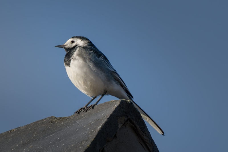 A black and white bird, possibly a chickadee or titmouse, perched on a dark rock against a clear blue sky.
