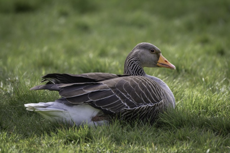 A close-up of a goose resting on green grass.