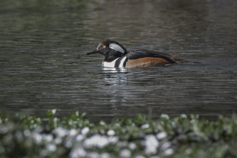 A duck swimming in a body of water surrounded by some greenery and pebbles.