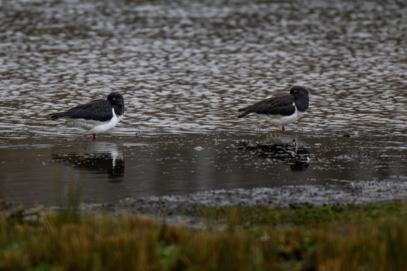 Two black and white birds with orange eyes standing in shallow water on a natural shoreline.