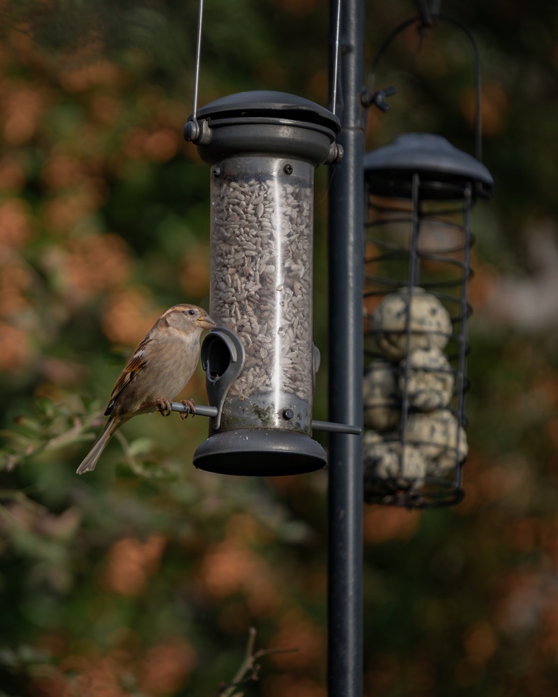 Close-up of a bird feeder filled with sunflower seeds, hanging outdoors with a small bird perched on the feeding port, against a background of blurred autumn foliage.