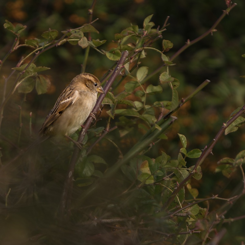 A small bird with brown and white feathers perched on a branch amidst green leaves and thorny branches.
