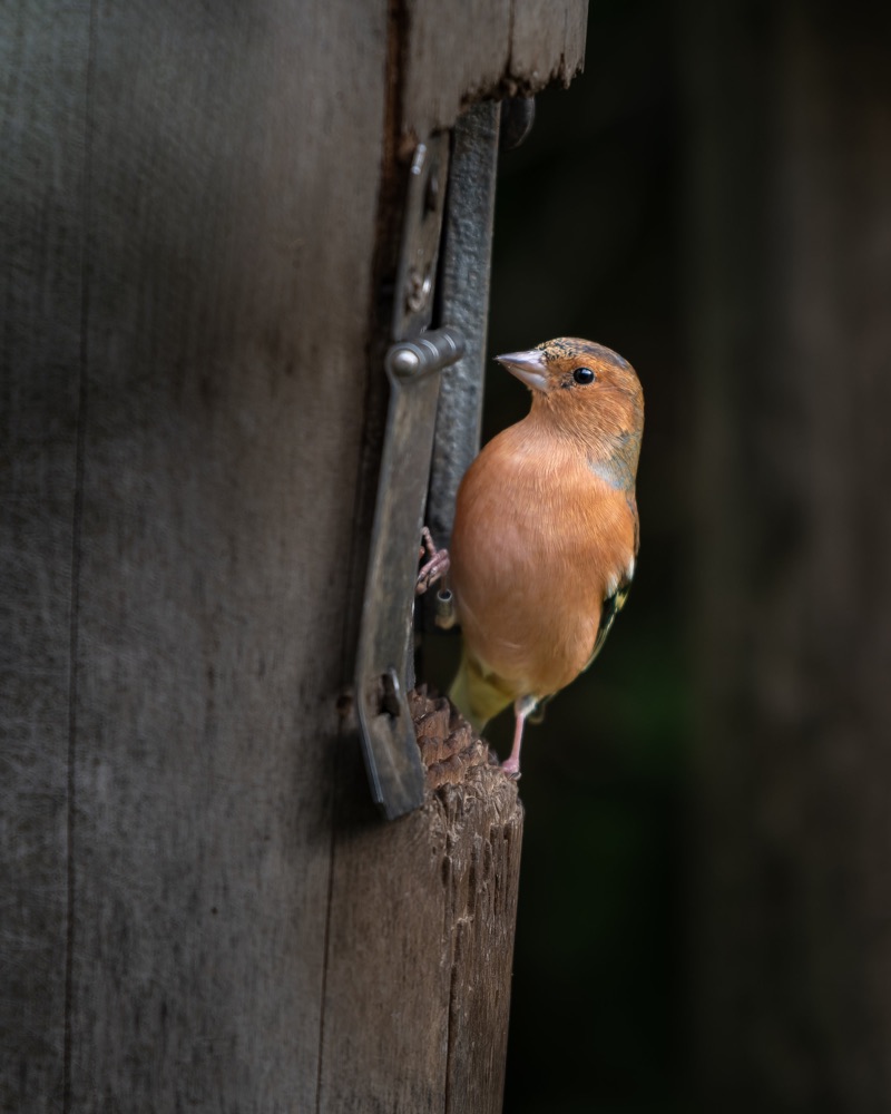 A bird perched on a wooden birdhouse with a metal door latch.