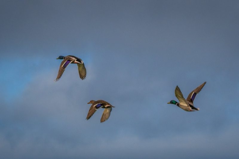 Multiple ducks flying in a clear blue sky.