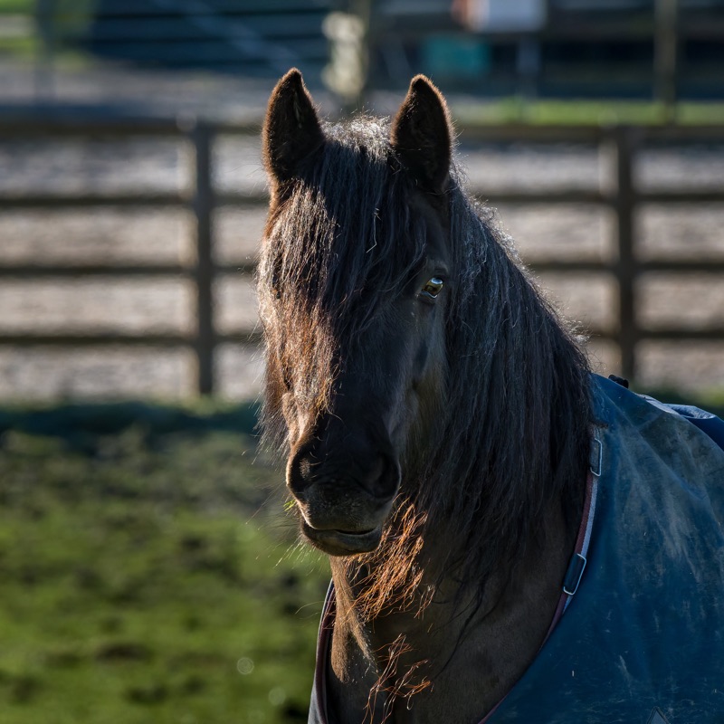 A close-up of the back of a black horse's head with a mane, standing outdoors in sunlight with a metal fence and green grass in the background.