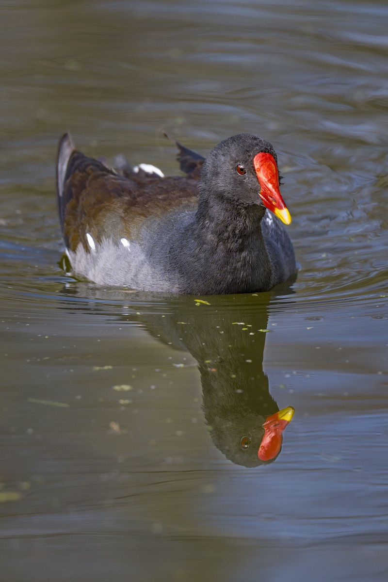 A black waterbird with a bright red and yellow beak swimming in a body of water, with its reflection visible on the surface.