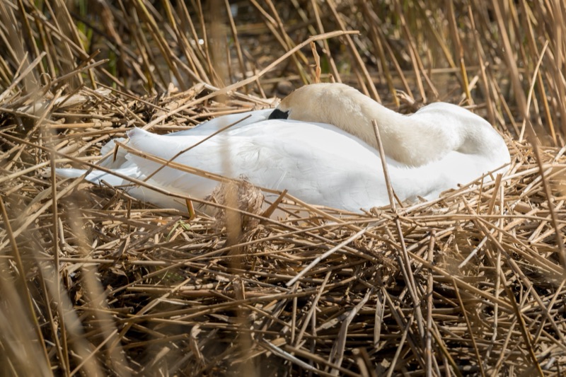A swan resting on a nest made of dried reeds and grass.