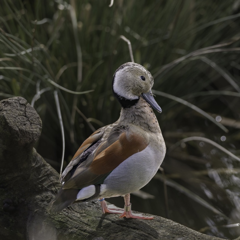 Close-up of a duck standing on a tree branch with green foliage in the background.