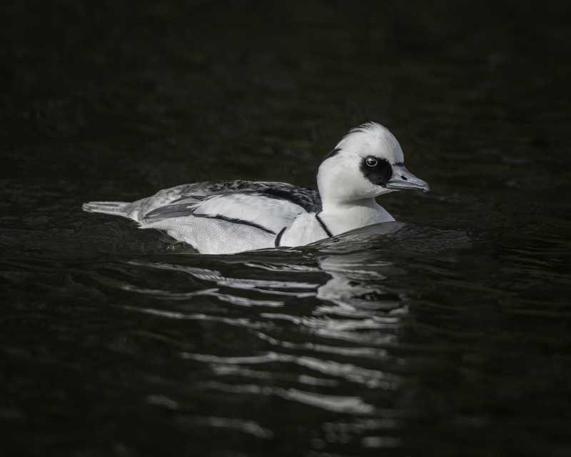 A close-up of a white duck swimming in dark water.