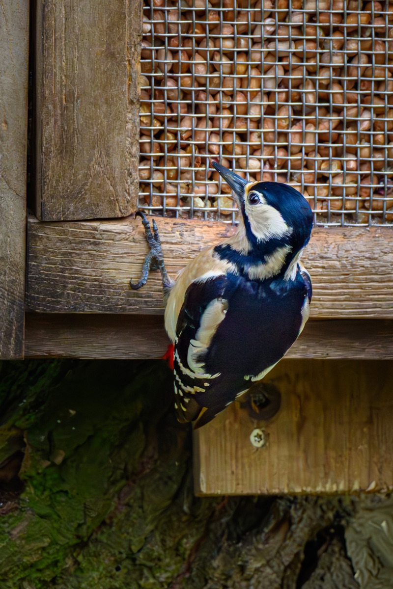 Close-up of a woodpecker pecking at a wooden bird feeder filled with sunflower seeds, mounted on a tree with green moss and bark.