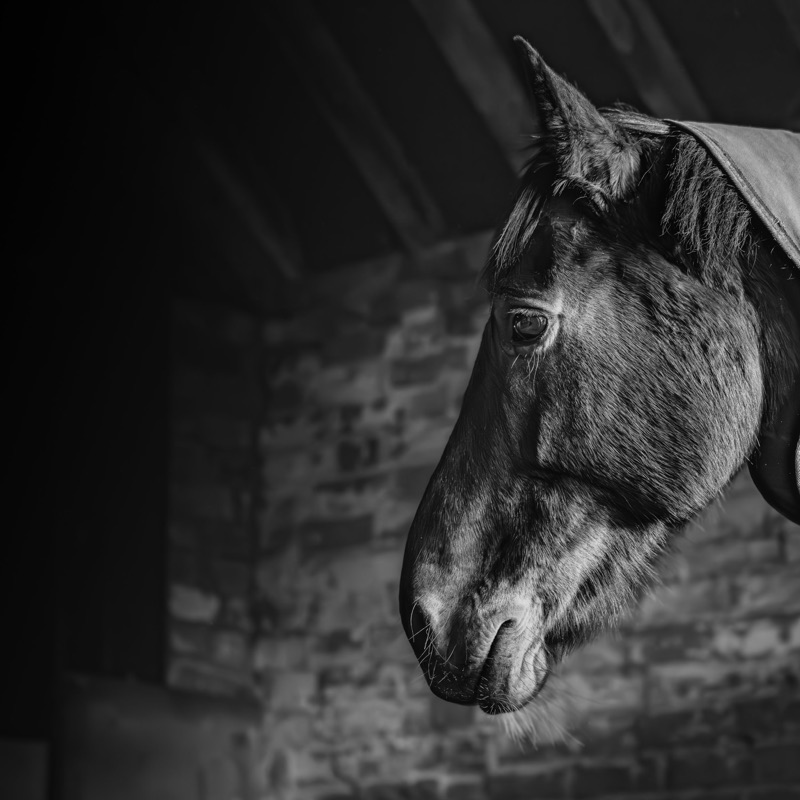 Black and white close-up of a horse's face, focusing on its eye and mane, with a blurred background.