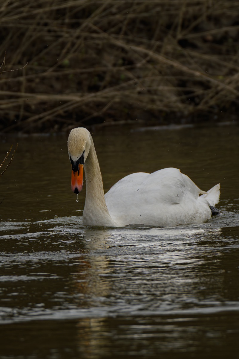 A white swan swimming in a body of water with brown reeds in the background.