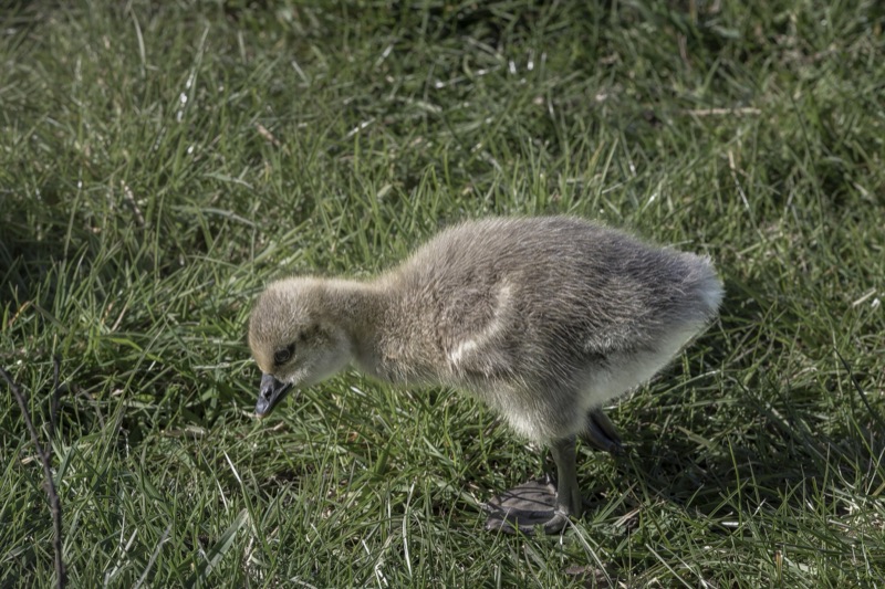 A young gosling walking through green grass.