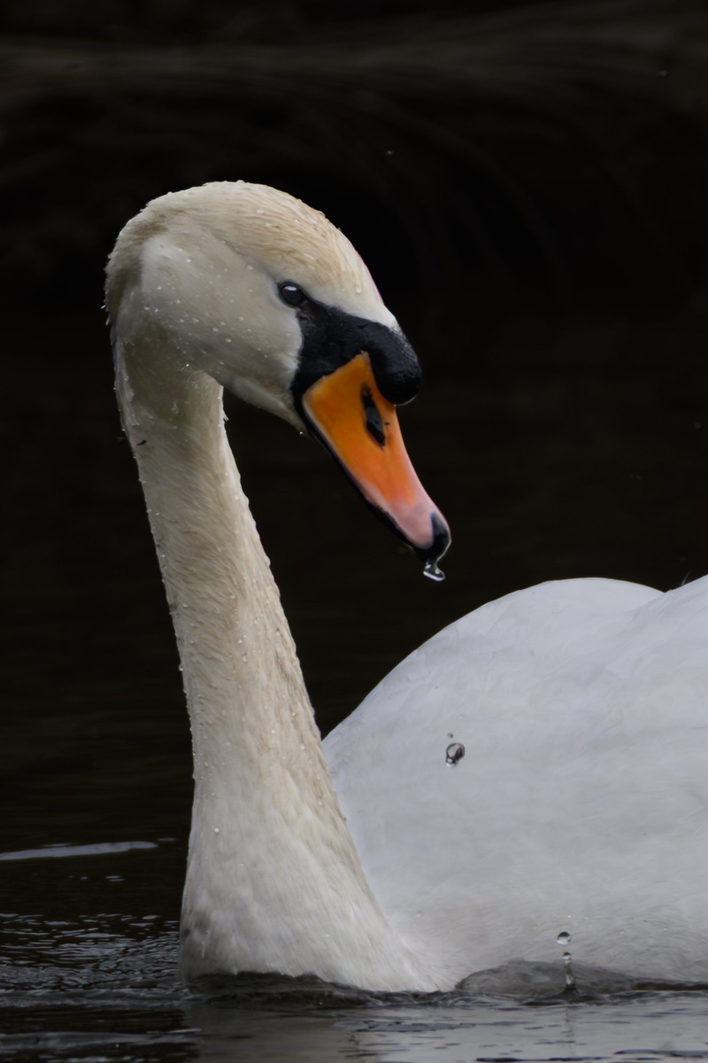 A close-up of a swan's head and neck on water, with clear water droplets on its feathers and a dark background.