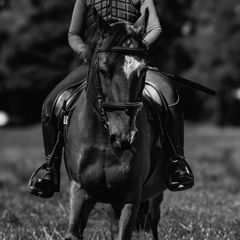 A person riding a horse in a black and white photo, focusing on the horse's head and rider's torso.