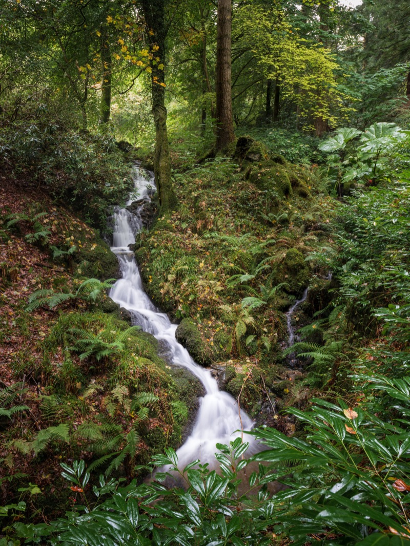 A small cascading waterfall flowing down a moss-covered rocky slope in a dense green forest with tall trees and lush vegetation.
