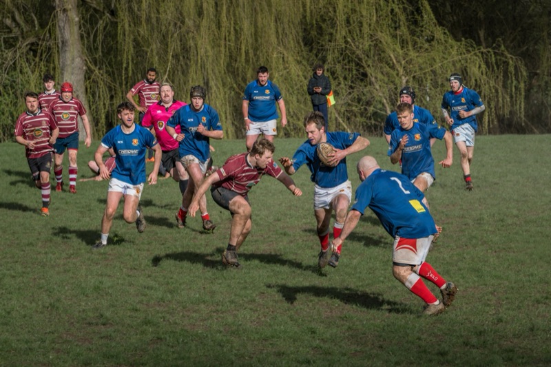 A rugby match in progress with players from two teams, one in blue jerseys and the other in maroon jerseys, on a grassy field with trees in the background. Players are actively running, tackling, and holding a rugby ball.