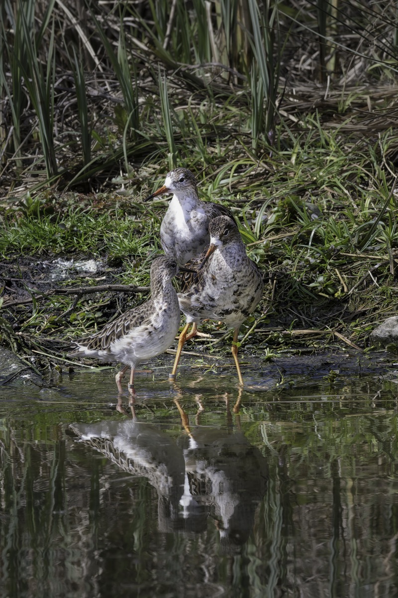 A group of three shorebirds with brown and white feathers standing in shallow water near green plants with tall grass in the background.