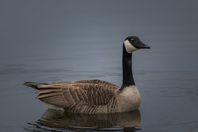 A Canada goose swimming in calm water, with its head and upper body visible.