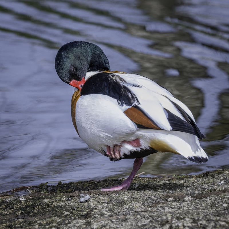 A close-up of a duck standing on a gravelly shoreline near water, preening its feathers.