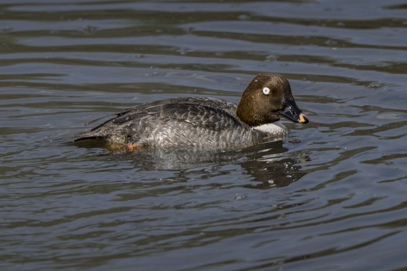 A brown duck swimming in a body of water with small ripples.
