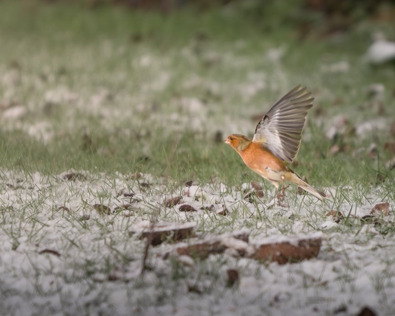 A small bird with orange-brown plumage and grey wings is perched on the ground, with one wing raised as if about to take off. The ground has patches of snow and scattered small leaves. The background is blurred greenery.