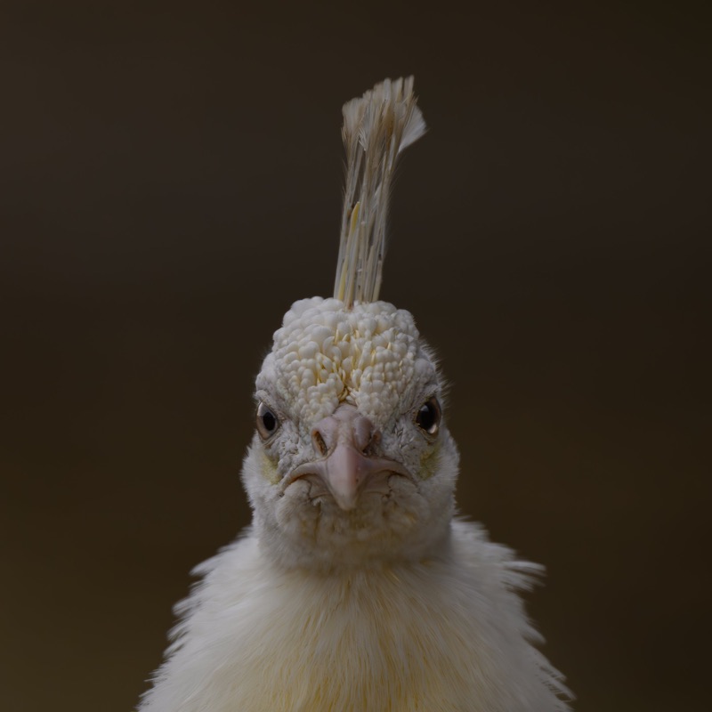 Close-up of a bird's head with feathers and large eyes, upside down with a dark blurred background.