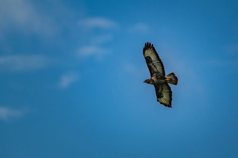A bird of prey, possibly a hawk or falcon, soaring through a clear blue sky with its wings spread wide and tail feathers fanned out.