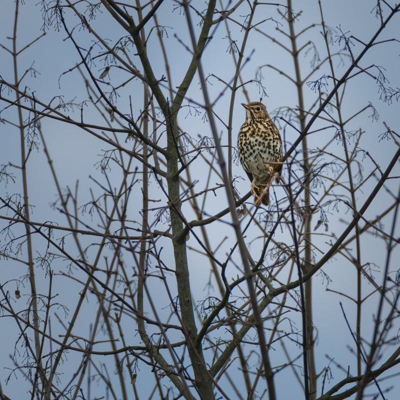 A bird with brown and black speckled feathers perched on a bare tree branch against a cloudy sky.