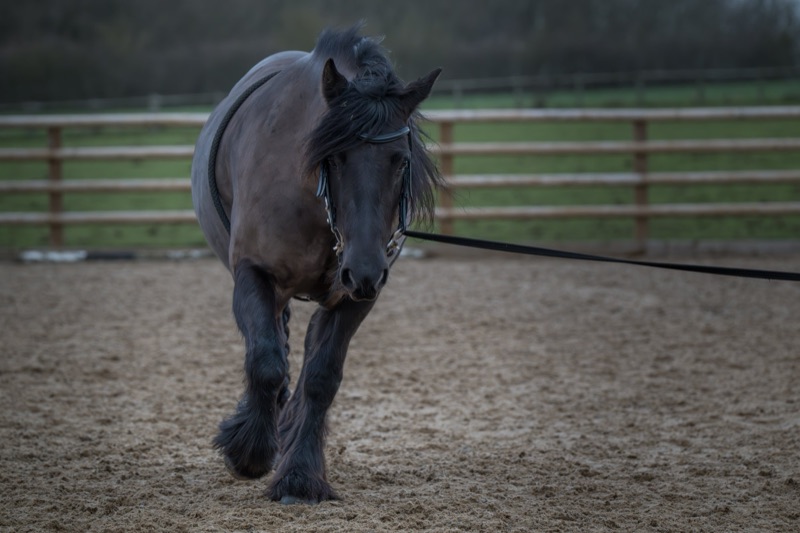 A dark gray horse with a flowing mane, walking in a fenced outdoor riding arena during the daytime.