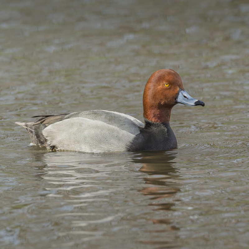 Close-up of a redhead male duck swimming in water with visible ripples.