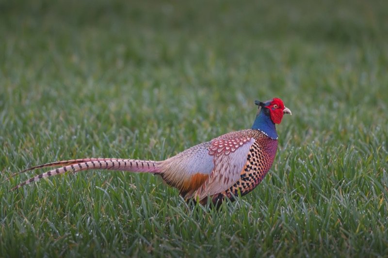 Colorful male pheasant standing in green grass.