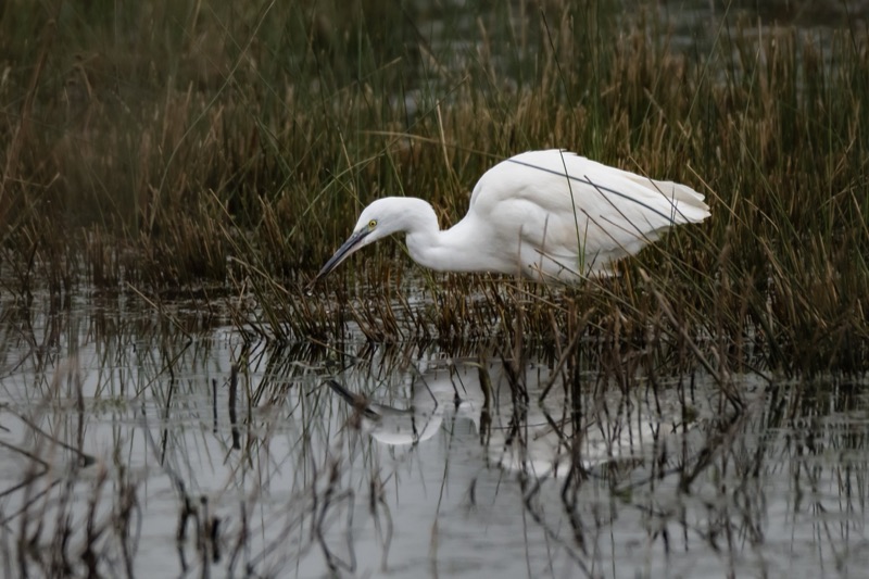 A white egret wading through marshy water surrounded by tall brown and green grasses.