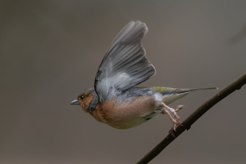 A small bird with brown, black, white and yellow feathers perched on a thin branch, with one wing raised.