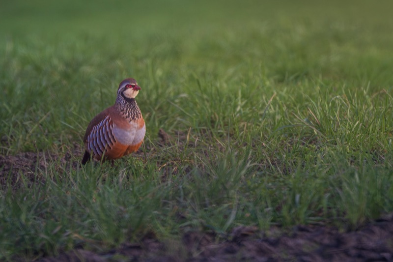 A small bird with a red face, black and white markings on its head, and brown and white plumage standing on the ground among green grass.
