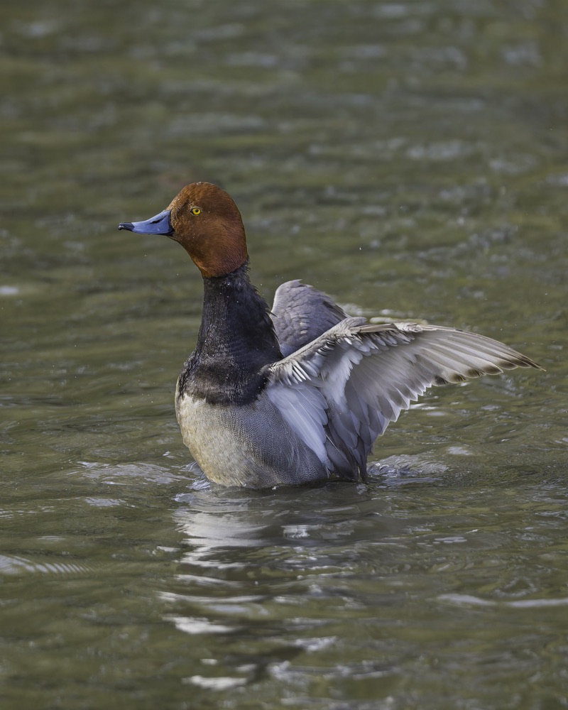 A close-up of a duck with a reddish-brown head, yellow eyes, and a blue beak, swimming in a body of water.