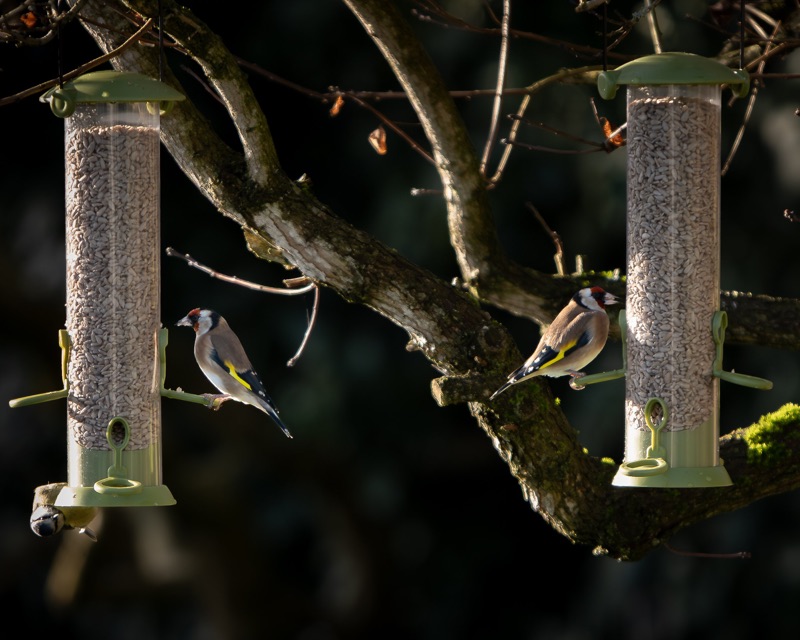 Two bird feeders hanging from a tree branch with small birds on them, surrounded by dark tree branches and lit by sunlight.