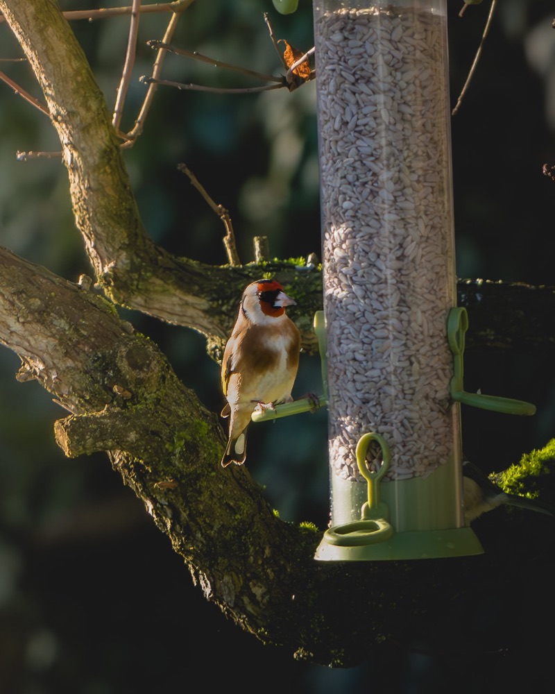 A small bird perched on a tree branch near a sunflower seed feeder in sunlight.