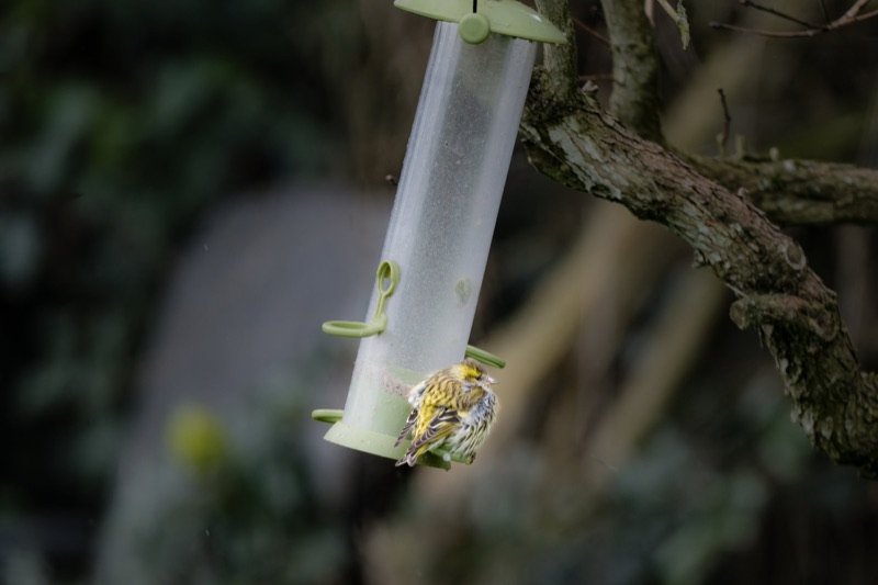 A small yellow and brown bird perched on a green bird feeder attached to a tree trunk with a bird in front of it.