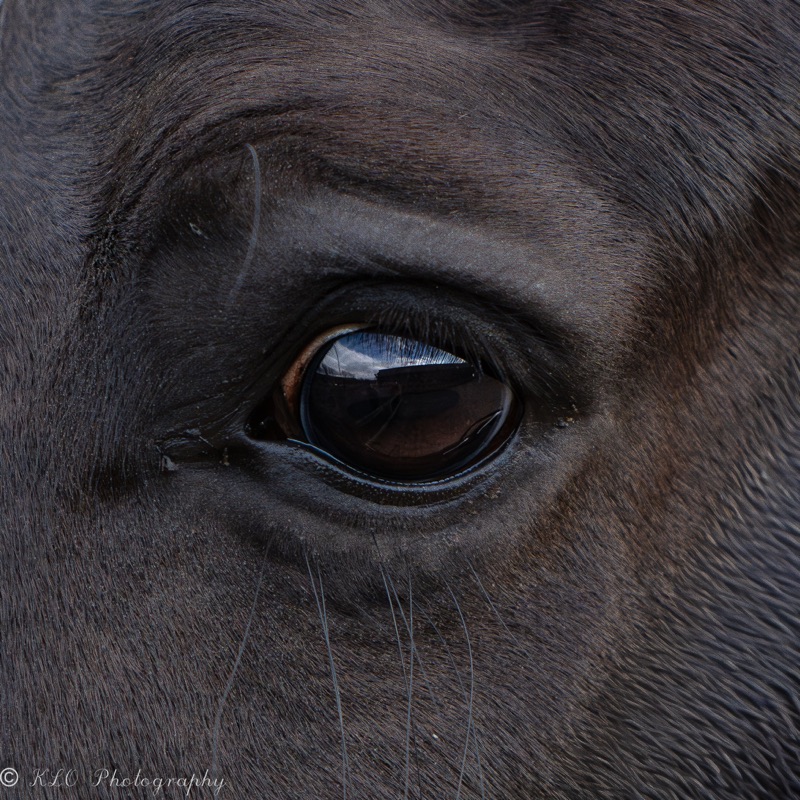 Close-up of a black dog's face, showing its eye and textured fur.