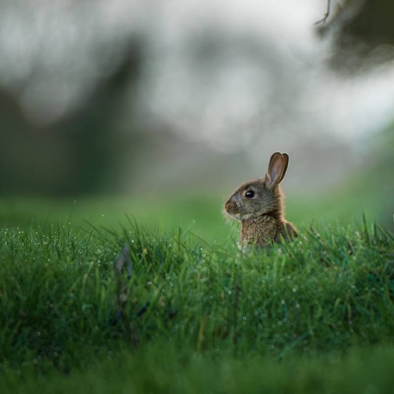 A small rabbit standing on green grass with a blurred background.