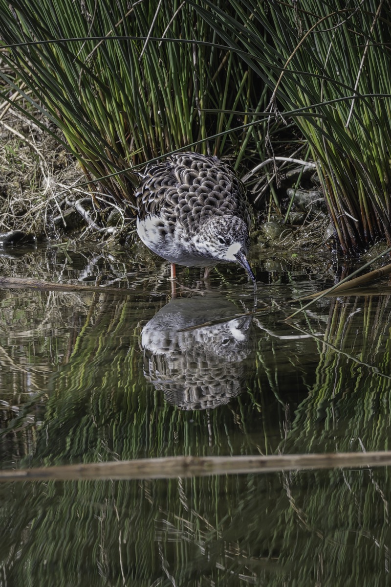 A bird wading in shallow water surrounded by tall green grasses.