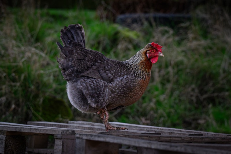 A chicken standing on a wooden platform outdoors with green grass and blurred background.
